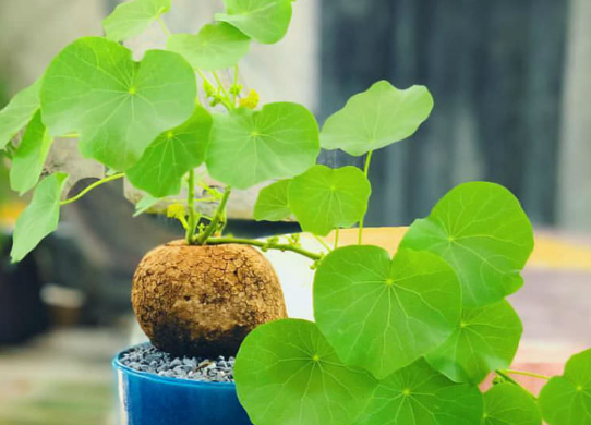 Health Benefits of Stephania Extract.png